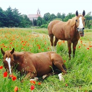 Koválovec, Slovakia