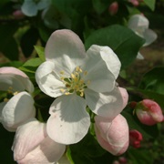 Cut-Leaf Crabapple (Malus Transitoria)