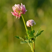 Alsike Clover (Trifolium Hybridum)