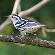 Black-And-White Warbler