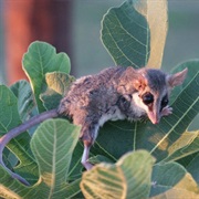Linnaeus's Mouse Opossum
