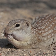 Mexican Ground Squirrel