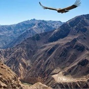 Cotahuasi and Colca Canyons