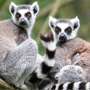 See Lemurs