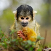 Hike in Corcovado National Park