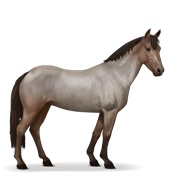 Australian Pony - Roan