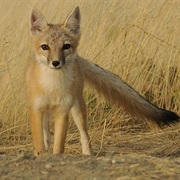 Swift Fox
