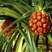 Pandanus Fruit
