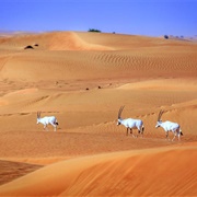 Dubai Desert Conservation Reserve