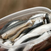Atlantic Herring