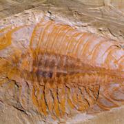 Chengjiang Fossil Site