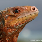 White Cay Rock Iguana