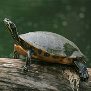 Alabama Red-Bellied Turtle