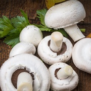 Mushroom Champignon