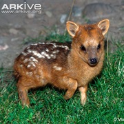 Southern Pudu