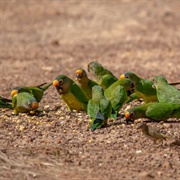 Peach-Fronted Parakeet (Eupsittula Aurea)