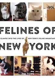 Felines of New York: A Glimpse Into the Lives of New York's Feline Inhabitants (Jim Tews)