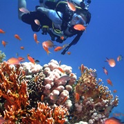 Snorkel Red Sea