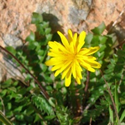 Hyoseris Radiata