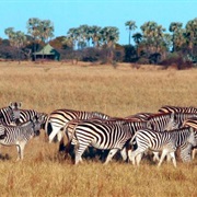 Central Kalahari Game Reserve
