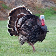 Turkeys Have a Poor Sense of Smell