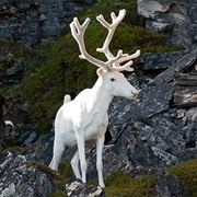 Reindeer
