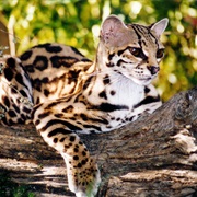 Margay
