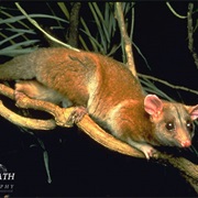 Derby's Woolly Opossum