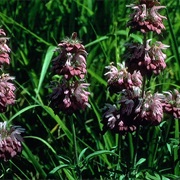 Lemon Beebalm (Monarda Citriodora)