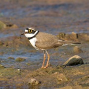 Little Ringed Plover