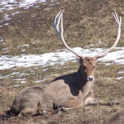 Thorold's Deer