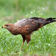 Savanna Hawk (Buteogallus Meridionalis)