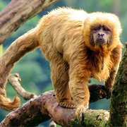 Blond Capuchin