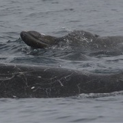 Baird's Beaked Whale