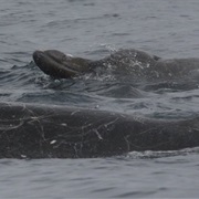 Baird&#39;s Beaked Whale