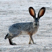 Jackrabbit