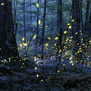See an Astonishing Firefly Light Show Every June in the Smokey Mountains