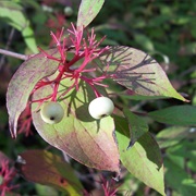 Red-Osier Dogwood (Cornus Sericea)