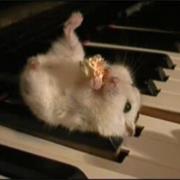 Hamster on a Piano