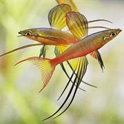 Rainbow Threadfin