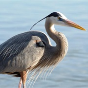 Heron