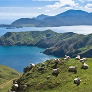 D'urville Island, New Zealand