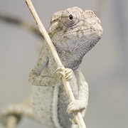 Chameleon