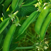 Field Pea