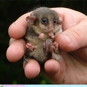 Pygmy Short-Tailed Opossum