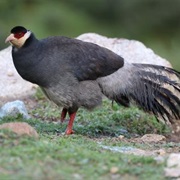 Tibetan Eared Pheasant