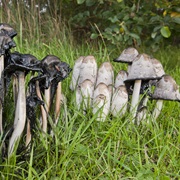 Shaggy Ink Cap (Coprinus Comatus)