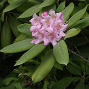 Pacific Rhododendron