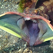 Sarcastic Fringehead