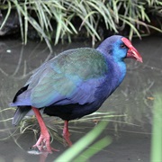 Purple Swamphen